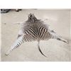 Image 3 : Zebra Soft Tanned Skin Taxidermy