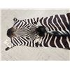 Image 4 : Zebra Soft Tanned Skin Taxidermy