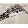 Image 5 : Zebra Soft Tanned Skin Taxidermy