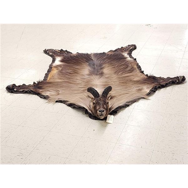 Beautiful Himalayan Tahr Rug Taxidermy