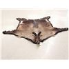 Image 1 : Beautiful Himalayan Tahr Rug Taxidermy