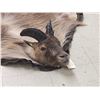 Image 2 : Beautiful Himalayan Tahr Rug Taxidermy