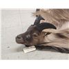 Image 3 : Beautiful Himalayan Tahr Rug Taxidermy