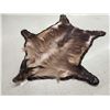 Image 4 : Beautiful Himalayan Tahr Rug Taxidermy