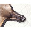 Image 6 : Beautiful Himalayan Tahr Rug Taxidermy