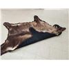 Image 7 : Beautiful Himalayan Tahr Rug Taxidermy