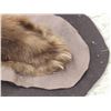 Image 10 : Blonde Phase Black Bear Rug Taxidermy
