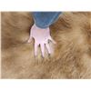 Image 11 : Blonde Phase Black Bear Rug Taxidermy