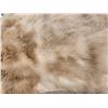 Image 12 : Blonde Phase Black Bear Rug Taxidermy