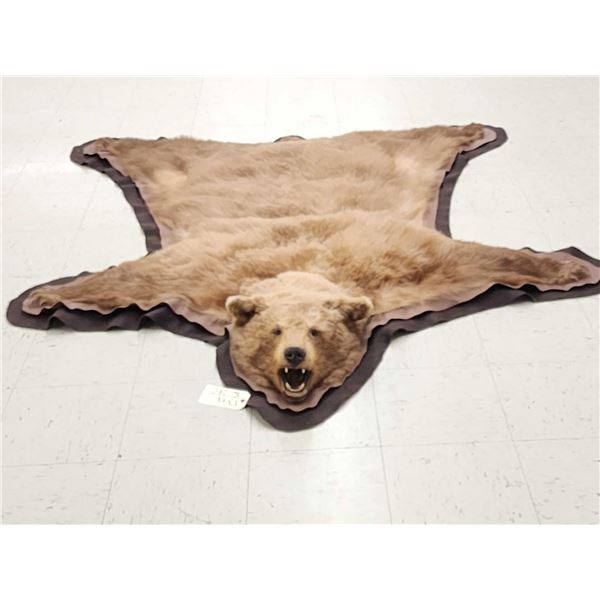 Blonde Phase Black Bear Rug Taxidermy