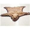 Image 1 : Blonde Phase Black Bear Rug Taxidermy