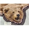 Image 2 : Blonde Phase Black Bear Rug Taxidermy