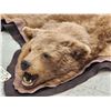 Image 3 : Blonde Phase Black Bear Rug Taxidermy