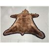 Image 5 : Blonde Phase Black Bear Rug Taxidermy