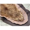 Image 7 : Blonde Phase Black Bear Rug Taxidermy