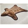 Image 8 : Blonde Phase Black Bear Rug Taxidermy