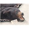 Image 3 : Black Bear Rug Taxidermy