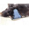 Image 8 : Black Bear Rug Taxidermy