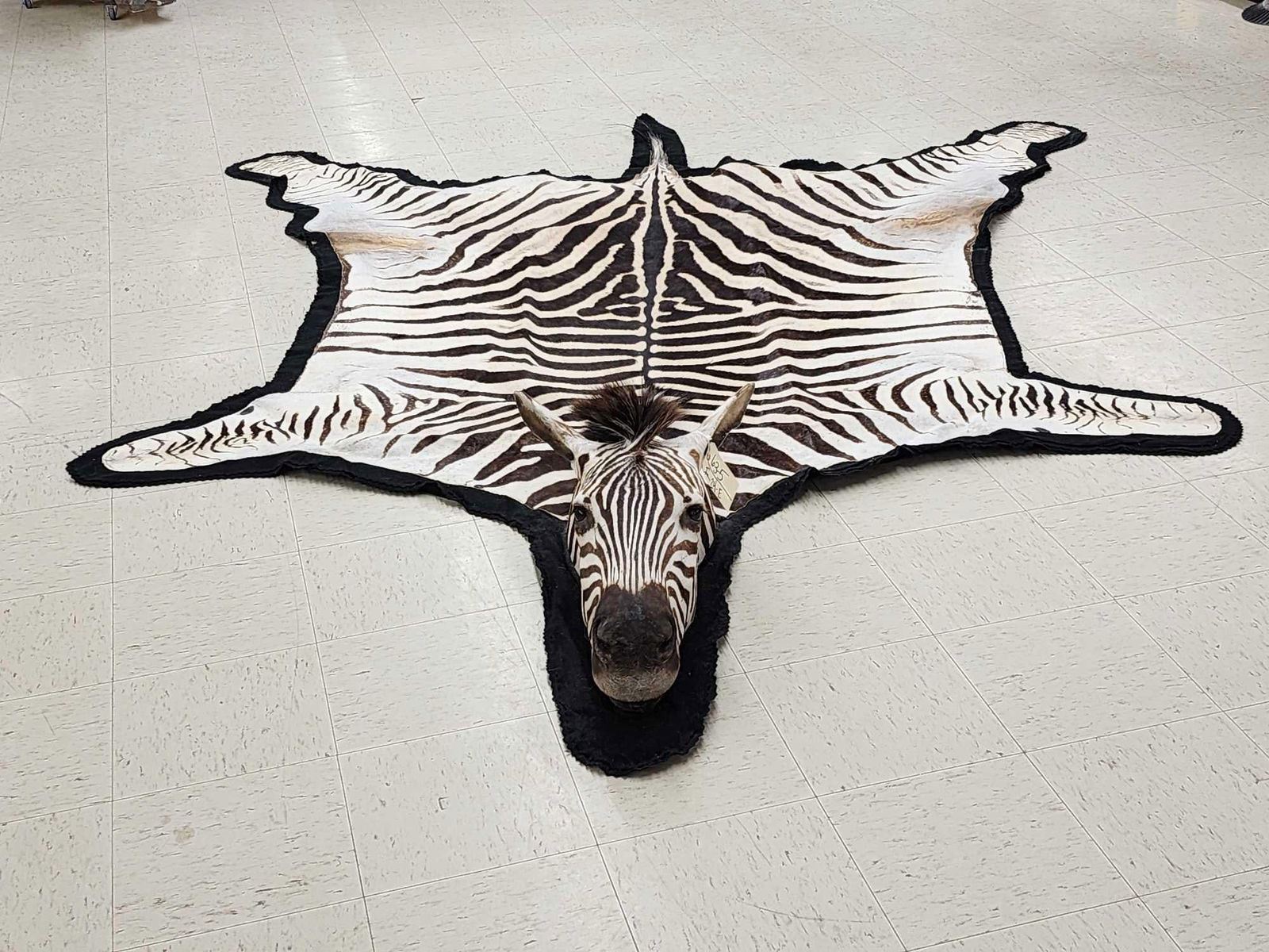 Zebra Rug Head Unusual Zebra Rug With Finished Head Taxidermy