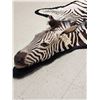 Image 10 : Unusual Zebra Rug With Finished Head Taxidermy