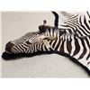 Image 11 : Unusual Zebra Rug With Finished Head Taxidermy