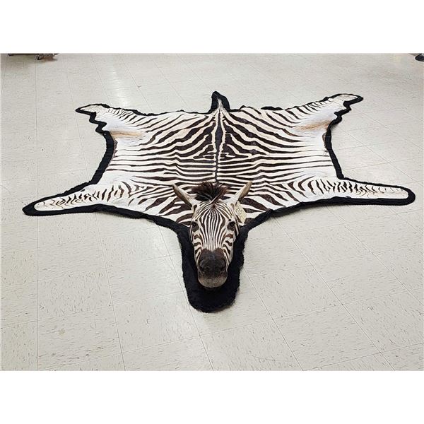 Unusual Zebra Rug With Finished Head Taxidermy