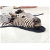 Image 7 : Unusual Zebra Rug With Finished Head Taxidermy