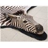 Image 8 : Unusual Zebra Rug With Finished Head Taxidermy