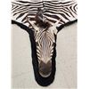 Image 9 : Unusual Zebra Rug With Finished Head Taxidermy