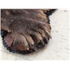 Image 11 : Giant Alaskan Brown Bear Rug Taxidermy