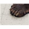 Image 12 : Giant Alaskan Brown Bear Rug Taxidermy