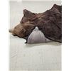 Image 13 : Giant Alaskan Brown Bear Rug Taxidermy