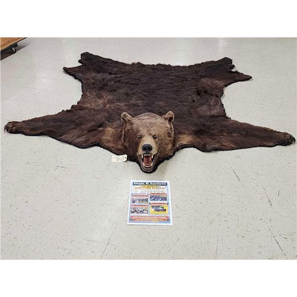 Giant Alaskan Brown Bear Rug Taxidermy