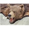 Image 2 : Giant Alaskan Brown Bear Rug Taxidermy