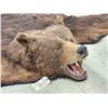 Image 3 : Giant Alaskan Brown Bear Rug Taxidermy