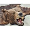 Image 4 : Giant Alaskan Brown Bear Rug Taxidermy