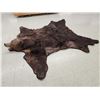 Image 6 : Giant Alaskan Brown Bear Rug Taxidermy