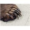 Image 8 : Giant Alaskan Brown Bear Rug Taxidermy
