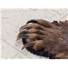 Image 9 : Giant Alaskan Brown Bear Rug Taxidermy