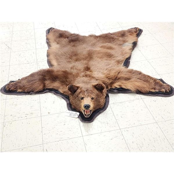 Chocolate Phase Black Bear Rug Taxidermy
