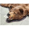Image 4 : Chocolate Phase Black Bear Rug Taxidermy