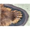 Image 6 : Chocolate Phase Black Bear Rug Taxidermy