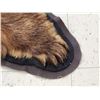 Image 7 : Chocolate Phase Black Bear Rug Taxidermy