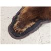 Image 8 : Chocolate Phase Black Bear Rug Taxidermy
