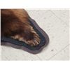 Image 9 : Chocolate Phase Black Bear Rug Taxidermy