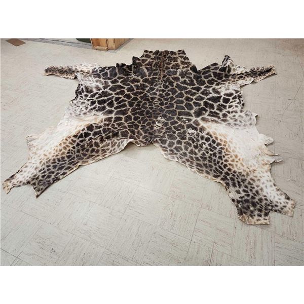 Tanned Giraffe Skin Taxidermy