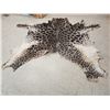 Image 1 : Tanned Giraffe Skin Taxidermy