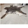 Image 2 : Tanned Giraffe Skin Taxidermy