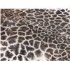 Image 3 : Tanned Giraffe Skin Taxidermy