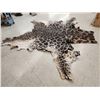 Image 4 : Tanned Giraffe Skin Taxidermy
